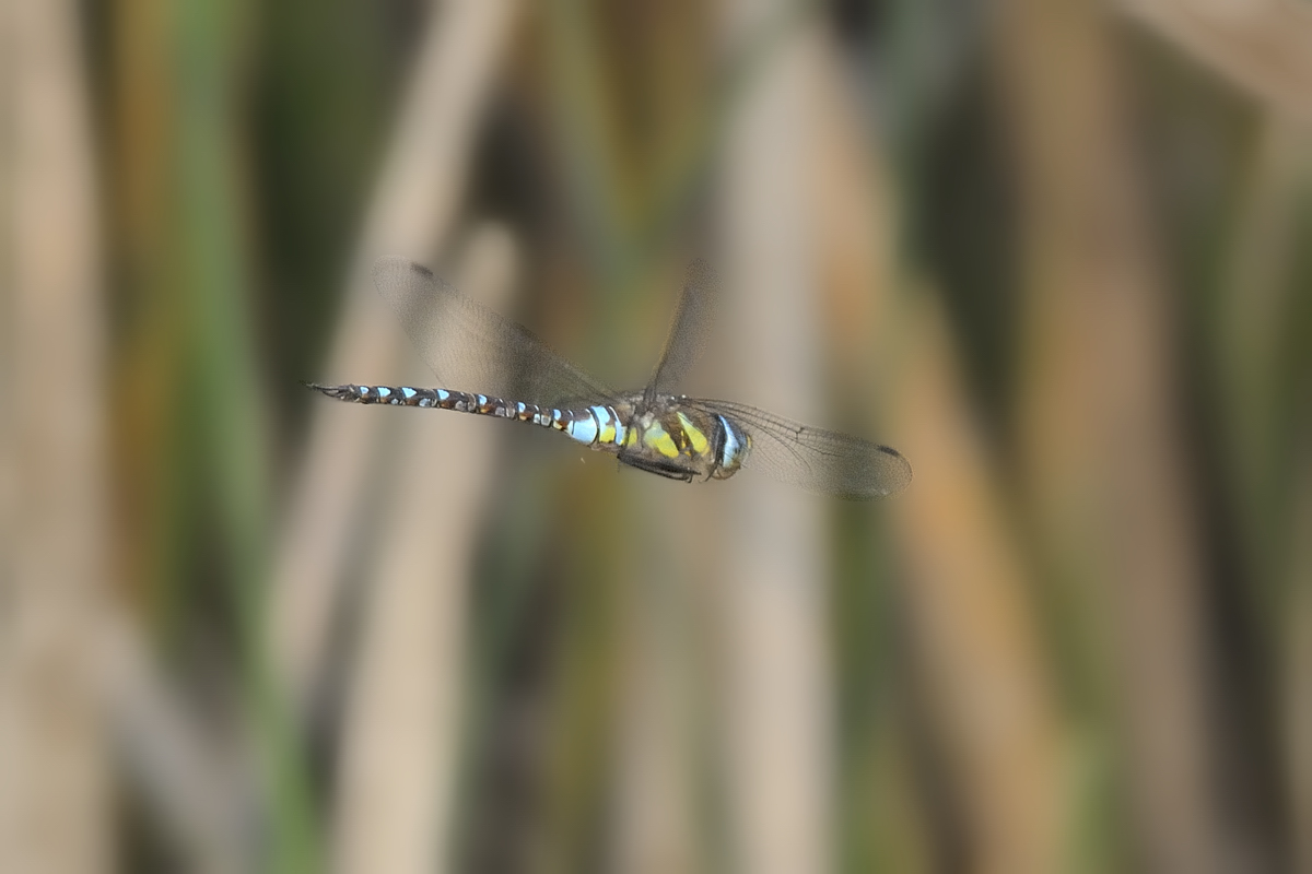 Anax imperator m. ... anzi no, Aeshna mixta